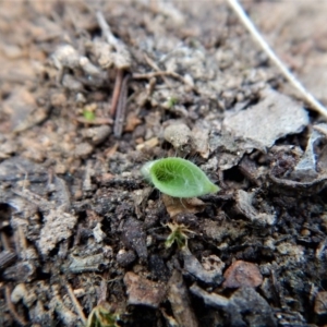 Glossodia major at Cook, ACT - suppressed