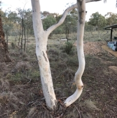 Eucalyptus mannifera (Brittle Gum) at Bungendore, NSW - 16 Apr 2017 by yellowboxwoodland