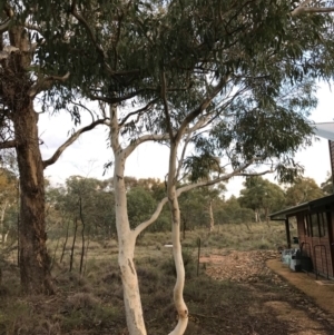 Eucalyptus mannifera at Bungendore, NSW - 16 Apr 2017