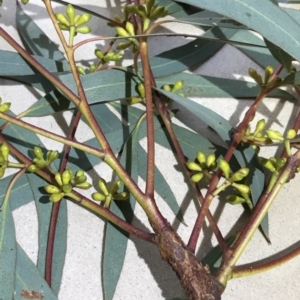 Eucalyptus mannifera at Bungendore, NSW - 16 Apr 2017