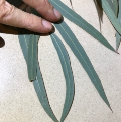 Eucalyptus mannifera at QPRC LGA - 16 Apr 2017