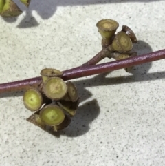 Eucalyptus mannifera at QPRC LGA - 16 Apr 2017