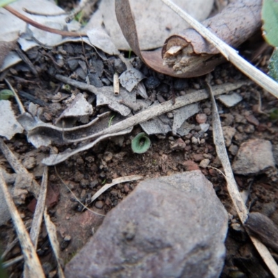 Cyrtostylis reniformis (Common Gnat Orchid) at Aranda, ACT - 13 Apr 2017 by CathB