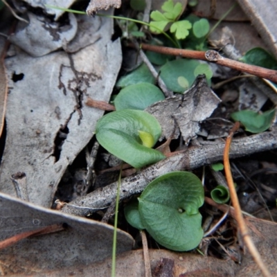 Corysanthes hispida (Bristly Helmet Orchid) at Aranda Bushland - 13 Apr 2017 by CathB