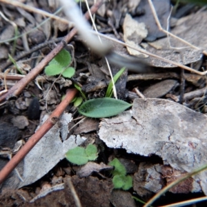 Glossodia major at Aranda, ACT - suppressed