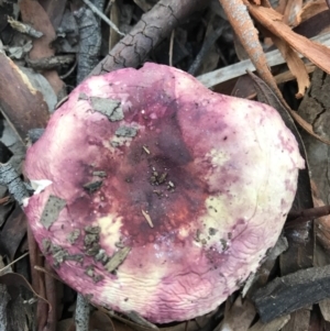 Russula 'purpureoflava group' at Gungahlin, ACT - 16 Apr 2017 05:42 PM