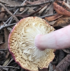 Russula 'purpureoflava group' at Gungahlin, ACT - 16 Apr 2017 05:42 PM