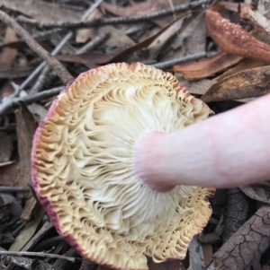 Russula 'purpureoflava group' at Gungahlin, ACT - 16 Apr 2017 05:42 PM