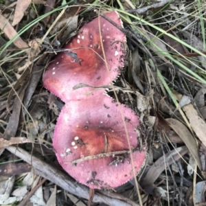 Russula 'purpureoflava group' at Crace, ACT - 16 Apr 2017 05:42 PM