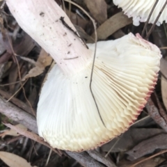 Russula 'purpureoflava group' at Crace, ACT - 16 Apr 2017