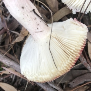 Russula 'purpureoflava group' at Crace, ACT - 16 Apr 2017