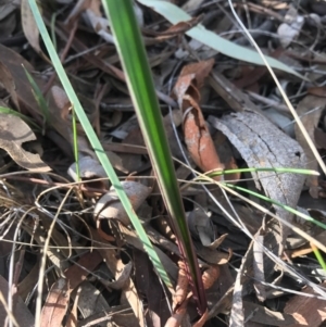 Calochilus sp. at Gungahlin, ACT - suppressed