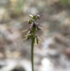 Corunastylis clivicola (Rufous midge orchid) at Gungahlin, ACT - 16 Apr 2017 by AaronClausen