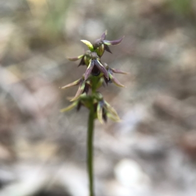 Corunastylis clivicola (Rufous midge orchid) at Gungaderra Grasslands - 16 Apr 2017 by AaronClausen