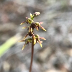 Corunastylis clivicola at Gungahlin, ACT - suppressed