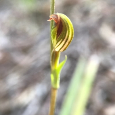 Speculantha rubescens (Blushing Tiny Greenhood) at Gungaderra Grasslands - 16 Apr 2017 by AaronClausen