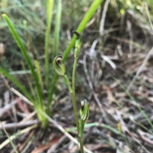 Speculantha rubescens at Gungahlin, ACT - suppressed