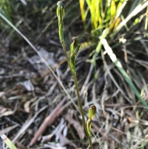 Speculantha rubescens at Gungahlin, ACT - 16 Apr 2017