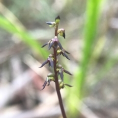 Corunastylis clivicola (Rufous midge orchid) at Gungaderra Grasslands - 16 Apr 2017 by AaronClausen