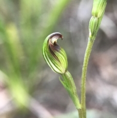 Speculantha rubescens (Blushing Tiny Greenhood) at Crace, ACT - 16 Apr 2017 by AaronClausen