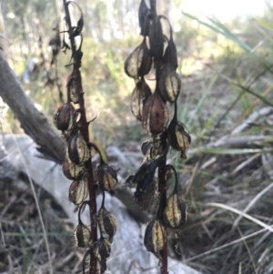 Dipodium sp. at Crace, ACT - suppressed