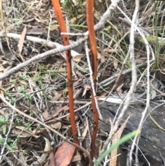 Dipodium sp. at Crace, ACT - suppressed