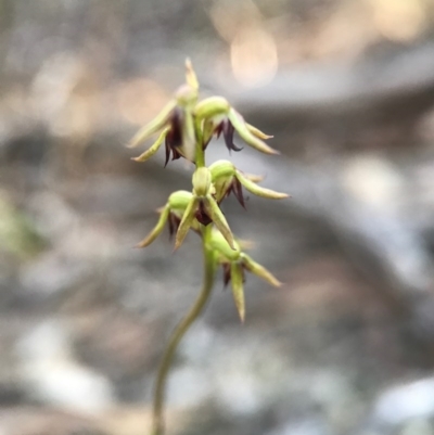Corunastylis clivicola (Rufous midge orchid) at Gungahlin, ACT - 16 Apr 2017 by AaronClausen