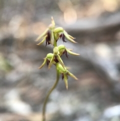 Corunastylis clivicola (Rufous midge orchid) at Gungaderra Grasslands - 16 Apr 2017 by AaronClausen