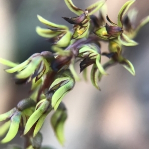 Corunastylis clivicola at Gungahlin, ACT - 16 Apr 2017