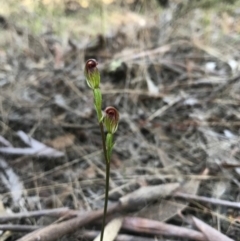 Speculantha rubescens at Gungahlin, ACT - 16 Apr 2017