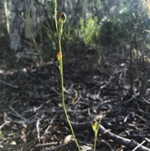 Speculantha rubescens at Gungahlin, ACT - 16 Apr 2017