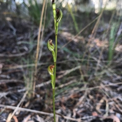 Speculantha rubescens (Blushing Tiny Greenhood) at Gungahlin, ACT - 16 Apr 2017 by AaronClausen