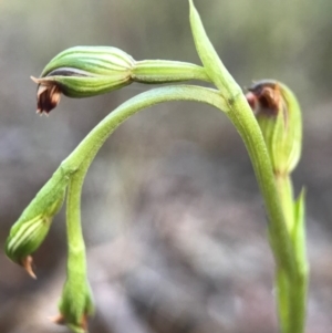 Speculantha rubescens at Gungahlin, ACT - 16 Apr 2017