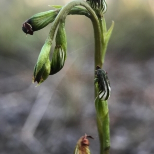 Speculantha rubescens at Gungahlin, ACT - suppressed