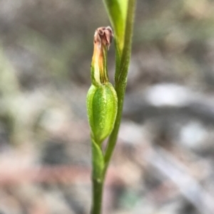 Speculantha rubescens at Gungahlin, ACT - 16 Apr 2017
