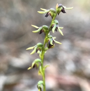 Corunastylis clivicola at Gungahlin, ACT - suppressed