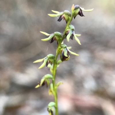 Corunastylis clivicola (Rufous midge orchid) at Gungahlin, ACT - 16 Apr 2017 by AaronClausen