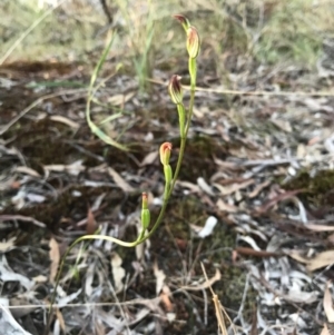 Speculantha rubescens at Gungahlin, ACT - 16 Apr 2017