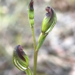 Speculantha rubescens at Gungahlin, ACT - 16 Apr 2017