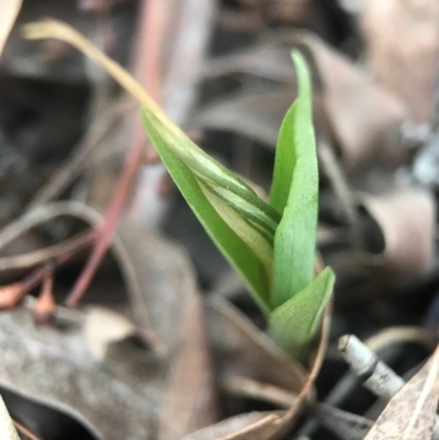 Diplodium truncatum (Little Dumpies, Brittle Greenhood) at Crace, ACT - 16 Apr 2017 by AaronClausen