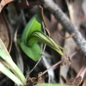 Diplodium truncatum at Crace, ACT - 16 Apr 2017