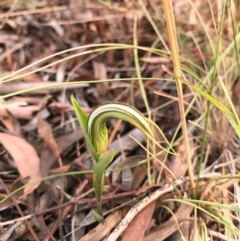 Diplodium truncatum at Crace, ACT - 16 Apr 2017