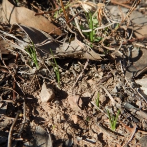 Diuris chryseopsis at Belconnen, ACT - suppressed