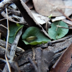 Corysanthes hispida (Bristly Helmet Orchid) at Aranda, ACT - 15 Apr 2017 by CathB