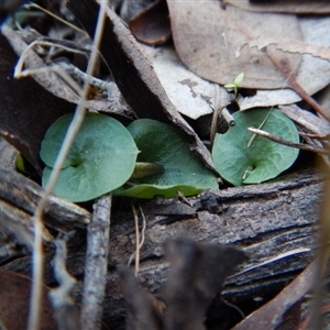 Corysanthes hispida at Point 4081 - suppressed