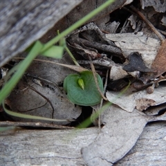 Corysanthes hispida at Point 4081 - suppressed