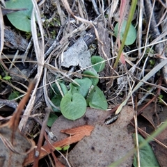 Corysanthes hispida at Point 4081 - suppressed