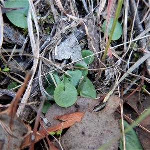 Corysanthes hispida at Point 4081 - suppressed