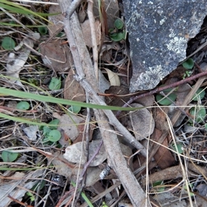 Corysanthes hispida at Point 4081 - suppressed