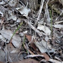 Lyperanthus suaveolens (Brown Beaks) at Aranda, ACT - 15 Apr 2017 by CathB